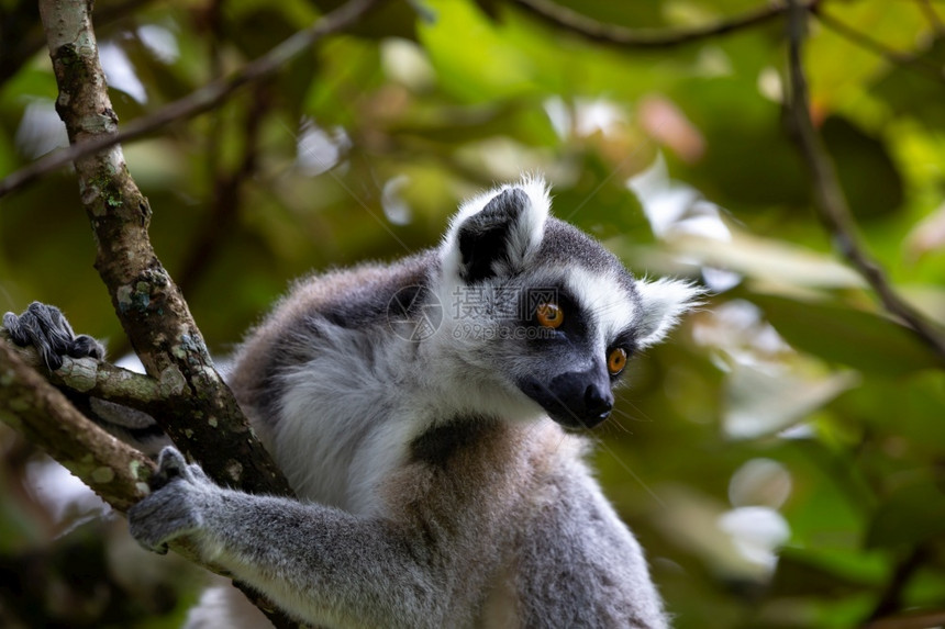 野生动物狐猴科条纹马达加斯岛热带雨林中的环尾狐猴马达加斯岛热带雨林中的环尾狐猴图片