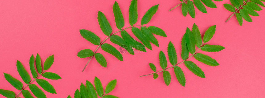 为了丰富多彩的创用平板版面以新绿色的树叶为顶层视图模式浅红粉背景复制空间以最小的杜奥通流行艺术风格文本框架模板装饰图片