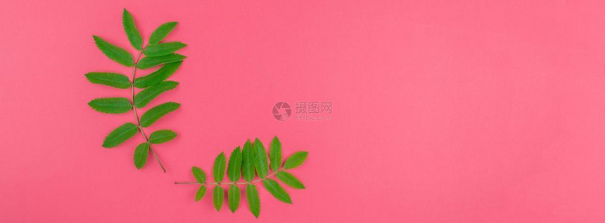 质地颜色创用平板版面以新绿色的树叶为顶层视图模式浅红粉背景复制空间以最小的杜奥通流行艺术风格文本框架模板自然图片