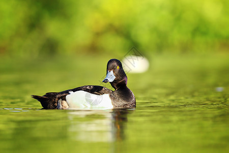 鸟类Aythyafulligula在湖面游泳动物群水鸟背景图片