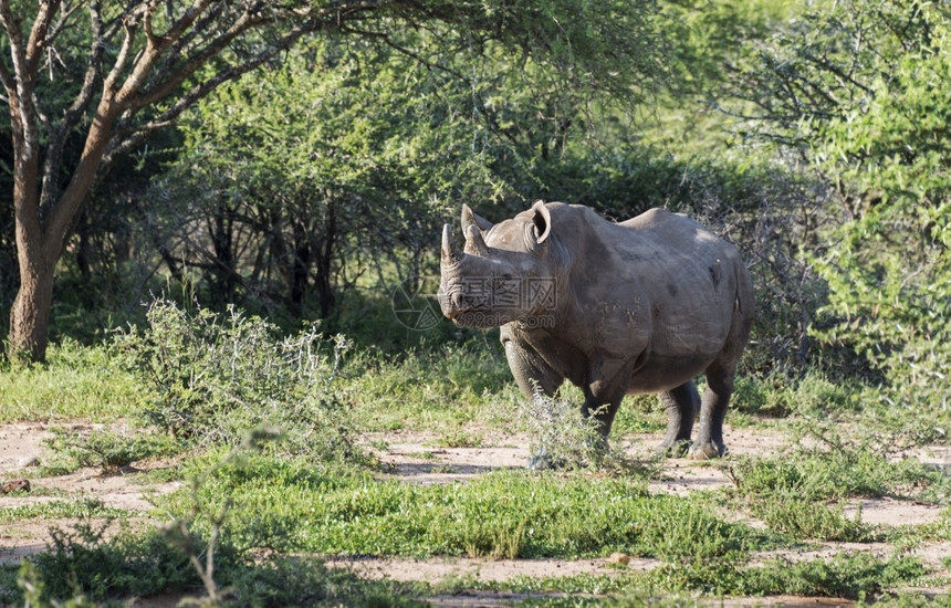身体苹果浏览器男非洲南部Kruger公园的五大黑犀牛之一图片