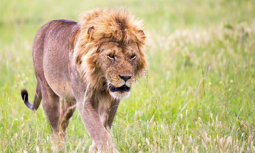 萨凡纳一只大雄狮在草原上行走一只大雄狮子在草原上行走鬃毛哺乳动物图片