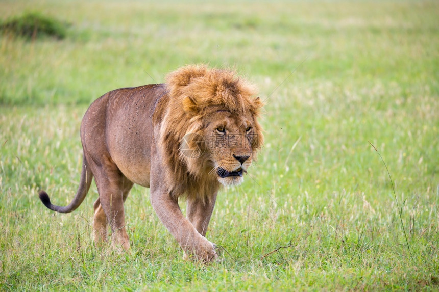 一只大雄狮在草原上行走一只大雄狮子在草原上行走危险的国民肉食动物图片