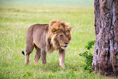 萨奈强马拉非洲人一只大雄狮在草原上行走一只大雄狮子在草原上行走肯尼亚背景