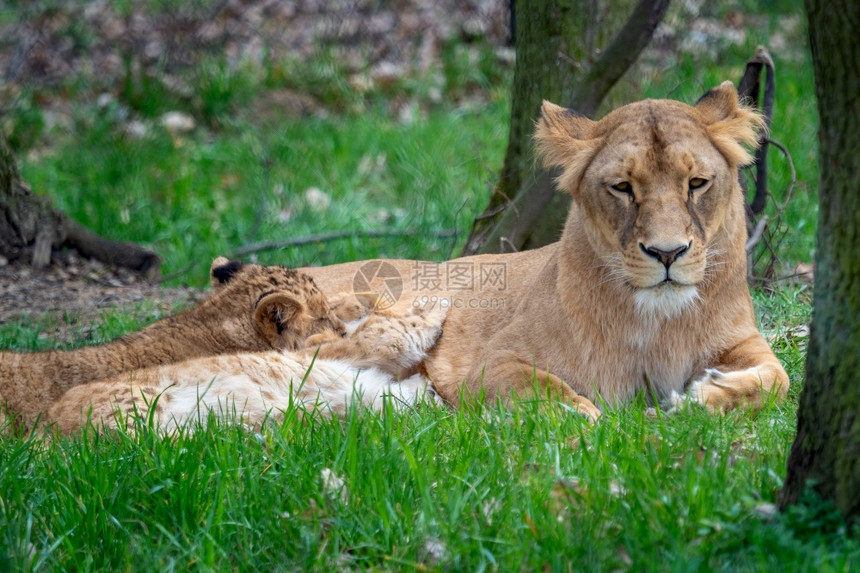 危险的自然睡眠狮子妈和她的幼崽刚果狮子Pantheraleobleyenberghi图片