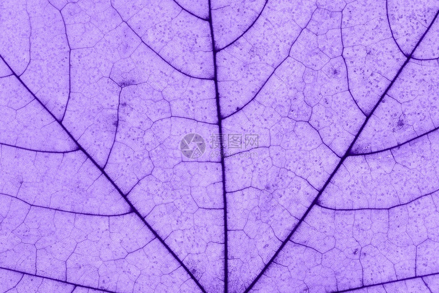 植物在紫色创意摄影作品中贴近的紫色创用画像上紧贴的紫色创意树叶纹理上的秋色花朵绿叶纹理上贴近紫色创意摄影中的宏观照片美丽丰富多彩图片