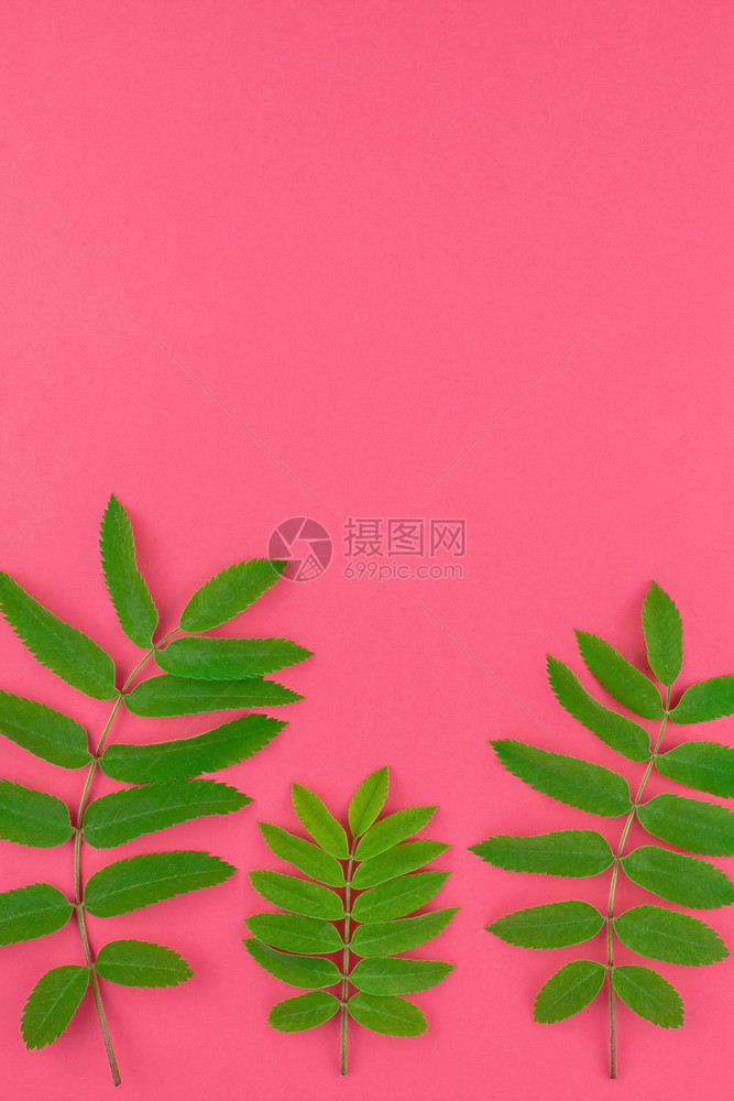 植物灰莓创意平板面铺设置了顶端视图模式新绿树叶以明红粉背景复制空间以最小的杜奥通流行艺术风格文本框架模板装饰图片