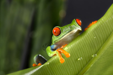 丰富多彩的跳红眼树蛙在巨叶上异国情调高清图片