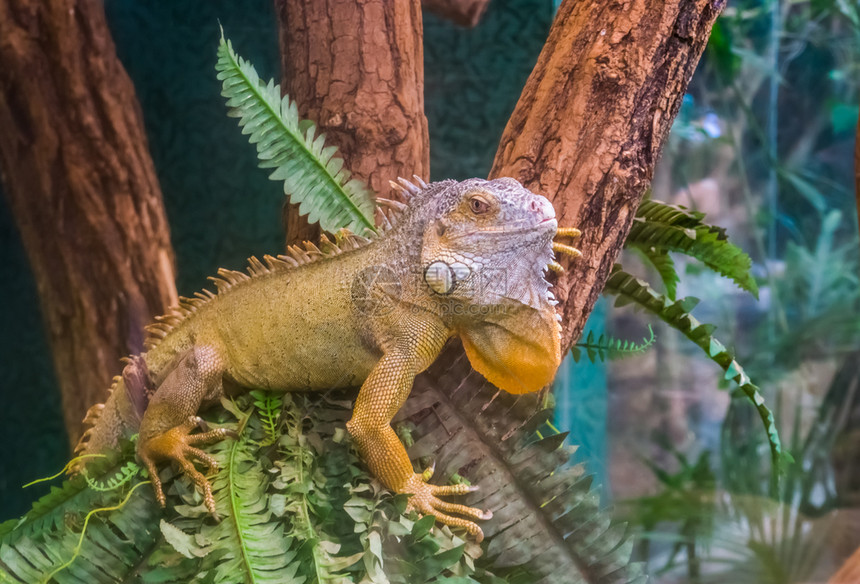 美国绿蜥蜴坐在一棵树上紧闭的热带蜥蜴从美国来流行的异宠物种动学男图片