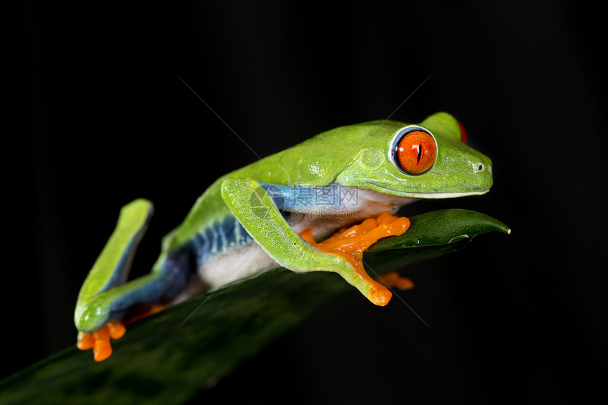 宠物树蛙探索器丛林保护图片