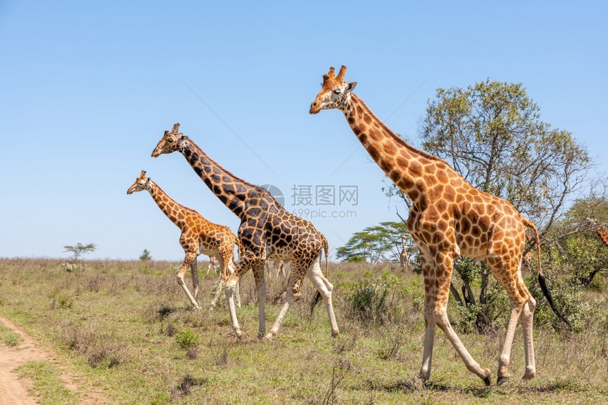 非洲草原的长颈鹿图片