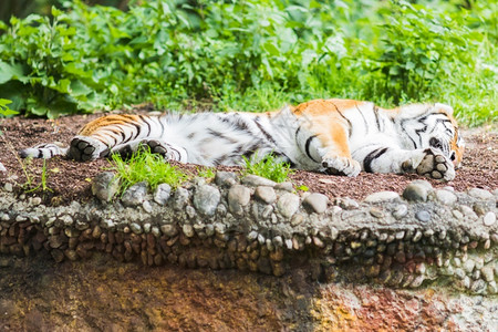 猫科动物哺乳颜色丛林中的野生孟加拉虎豹式底格里斯图片