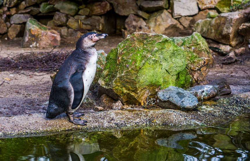 太平洋海岸的水鸟处于脆弱地位的受威胁动物种在水面站立的一只金发企鹅肖像来自太平洋海岸的鸟濒危动物种鸟类学沿海半图片