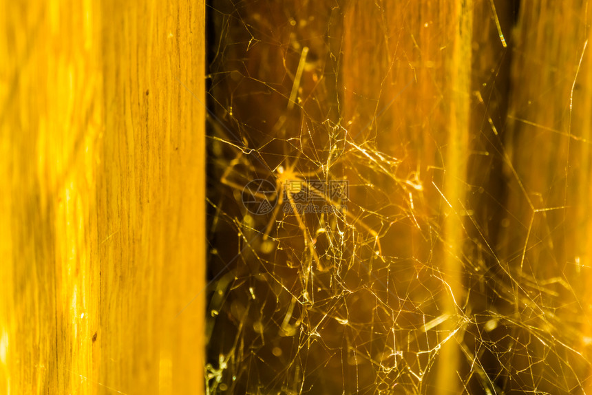 颅骨封闭了在家中发现的普通蜘蛛一只长腿的爸网状络结构成立图片