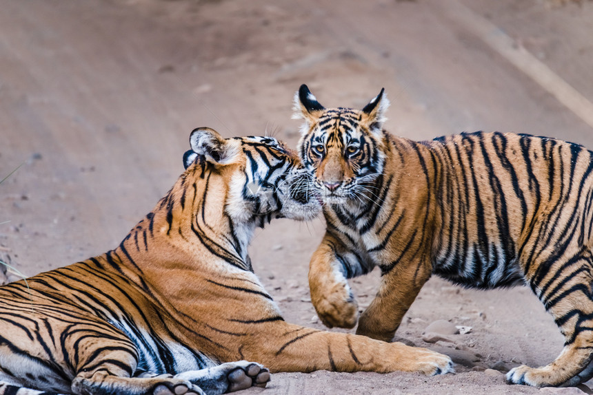 户外动物肉食皇家孟加拉虎妞和她八个月的幼崽在兰坦博尔老虎保留地图片