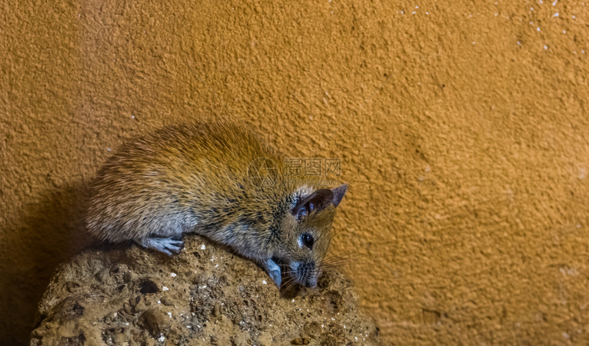 坐在非洲北部的普通鼠类动物岩石上的小老鼠被紧闭男夜异国情调图片