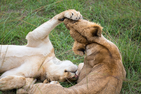小狮子在草地上一起玩耍两只小狮子在草地上一起玩耍肯尼亚哺乳动物俏皮图片