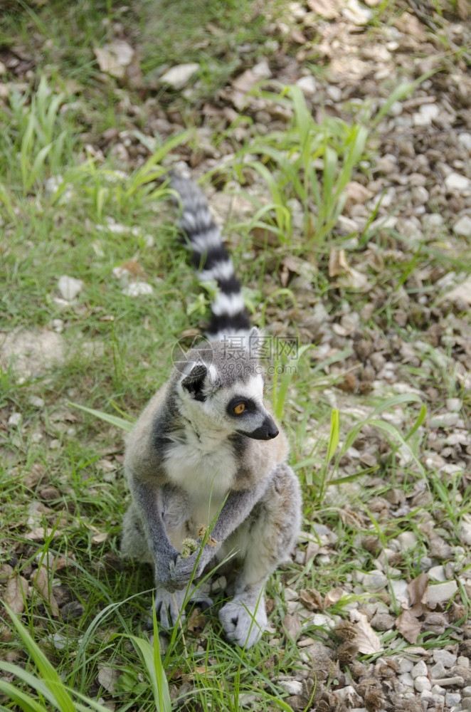 雷穆尔卡塔LemurKatta坐在地上自然狐猴科坐着图片