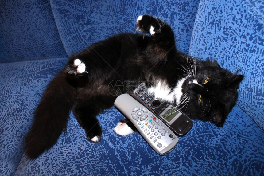 宠物漂亮的黑猫在沙发上玩遥控器和电话管图片