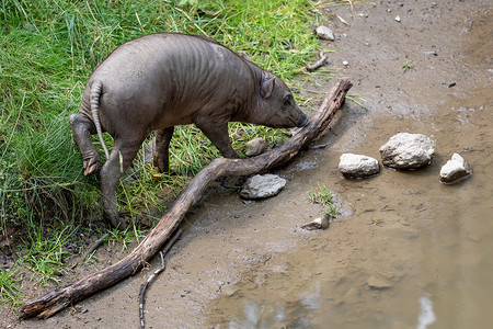 猪宝哺乳动物BabirusaCelebes婴儿宝濒危动物种生猪科背景