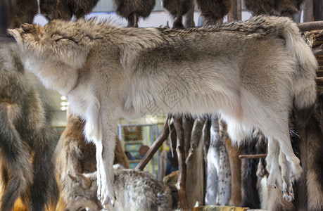 哺乳动物美丽的展览中狼皮柔软高清图片