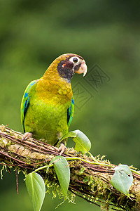 帕皮奥鸟皮诺西塔棕色鹦鹉皮奥普西塔海马托蒂斯热带雨林哥斯达黎加中美洲避难所背景