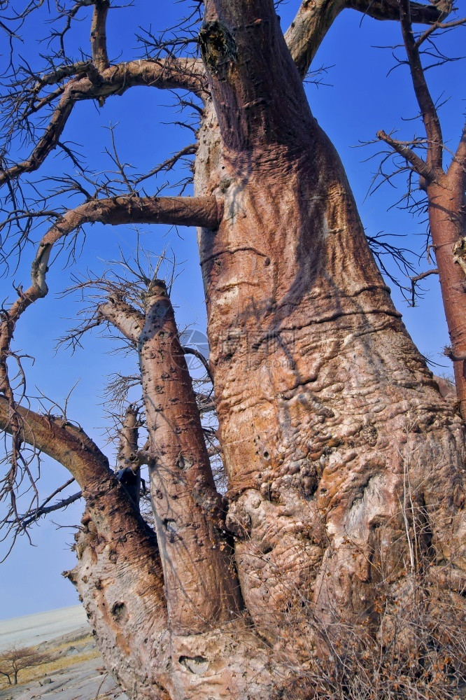 Baobab树Adansonia数字塔Chobe公园博茨瓦纳非洲世界荒野保护图片