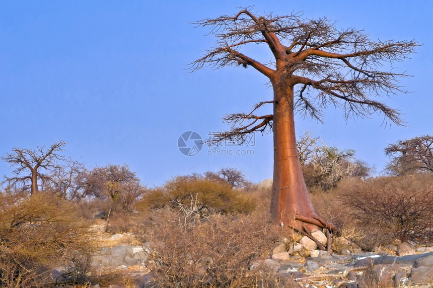 野生动物风景数位Baobab树Adansonia数字塔Chobe公园博茨瓦纳非洲图片