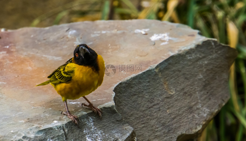 乡村织布雀的特写非洲流行的热带鸟黑头彩色黄鸟腹部栖息类学图片