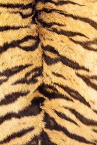 兽丛林黑豹老虎皮上条纹的自然模型图片