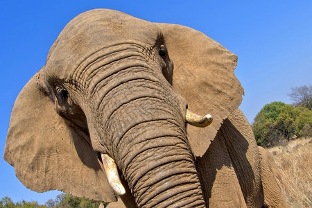 生态旅游大象非洲Loxodonta野生动物保护区南非洲耳朵生物学图片