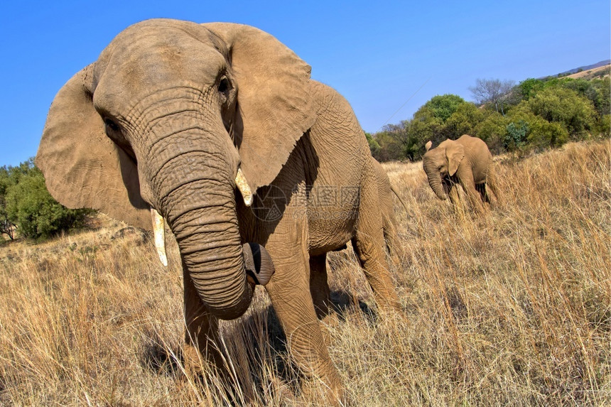 皮肤美丽荒野大象非洲Loxodonta野生动物保护区南非洲图片