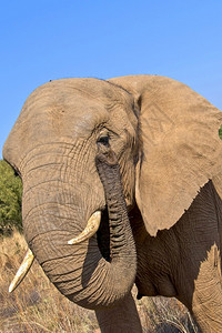 美丽的大象非洲Loxodonta野生动物保护区南非洲栖息地物种图片