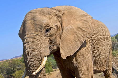 自然大象非洲Loxodonta野生动物保护区南非洲主题象牙图片