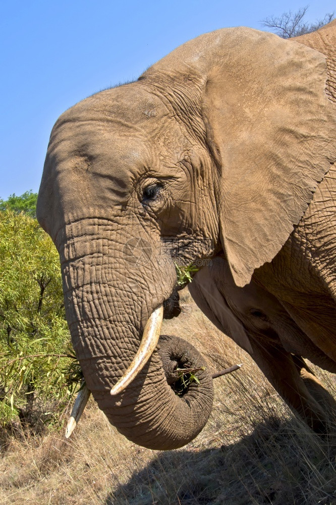 观察皮肤象牙大非洲Loxodonta野生动物保护区南非洲图片