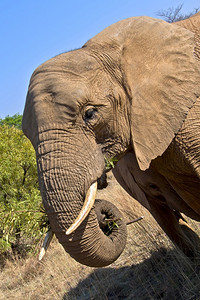 观察皮肤象牙大非洲Loxodonta野生动物保护区南非洲图片