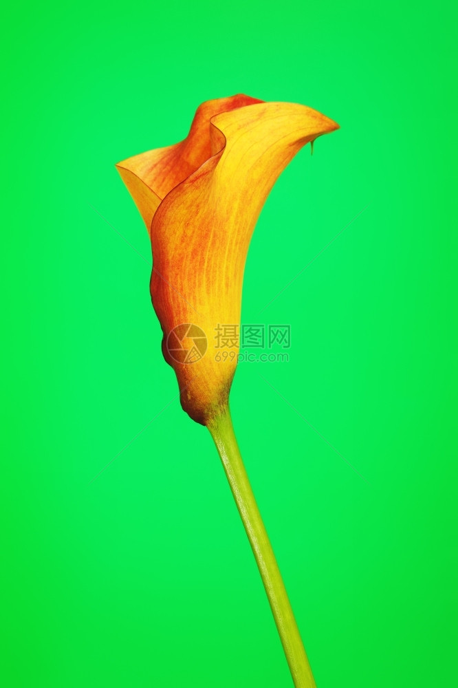 橙色马蹄莲花绿色背景黄菜浪漫的曲线图片