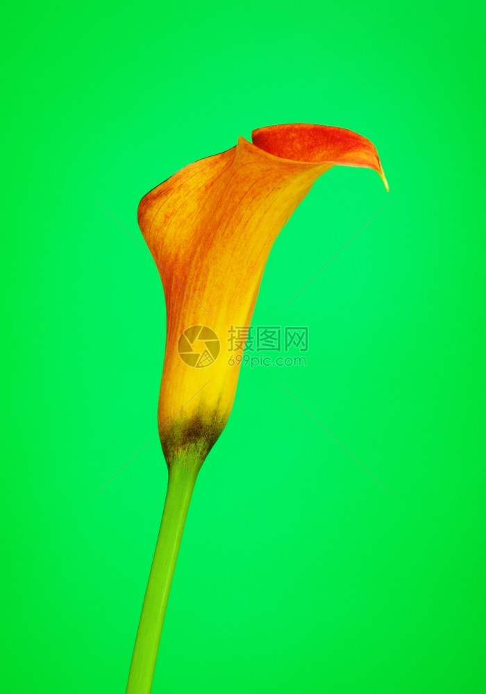 美丽橙色马蹄莲花绿色背景精美的明亮图片
