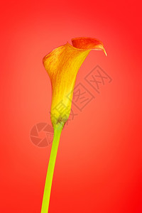 美丽粉彩开花红色背景的橙coloraLilyzanteschia花朵图片