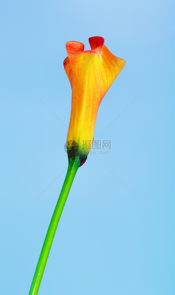 盛开柔软的蓝色背景橙coloraLilyzanteschia花朵照片图片