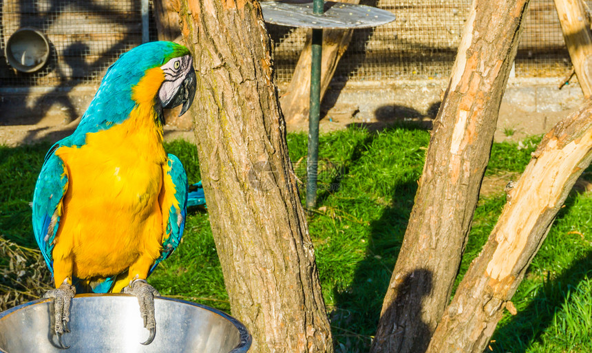 一只坐在托盘上的多彩金刚鹦鹉动物鸟类肖像多样宠物自然图片