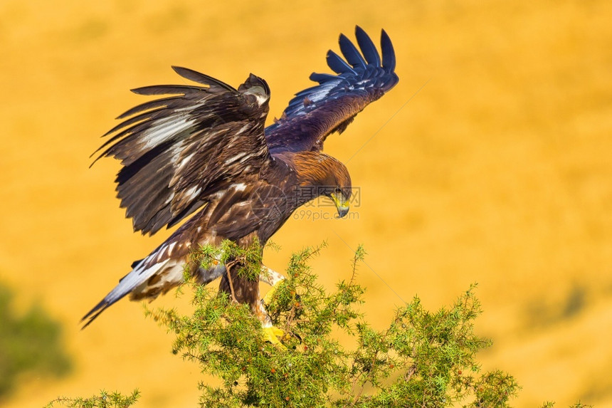 生态旅游观鸟阿尔贝托金鹰AquilaChrysaetos西班牙森林卡斯蒂利亚和里昂欧洲阿尔韦托卡雷拉图片