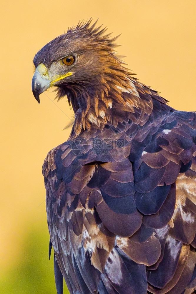 鸟类学翅膀金鹰AquilaChrysaetos西班牙森林卡斯蒂利亚和里昂欧洲阿尔韦托卡雷拉保护图片