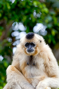 丛林树白手起家金颊长臂猿的珍贵标本金颊长臂猿Nomascusgabriellae背景图片