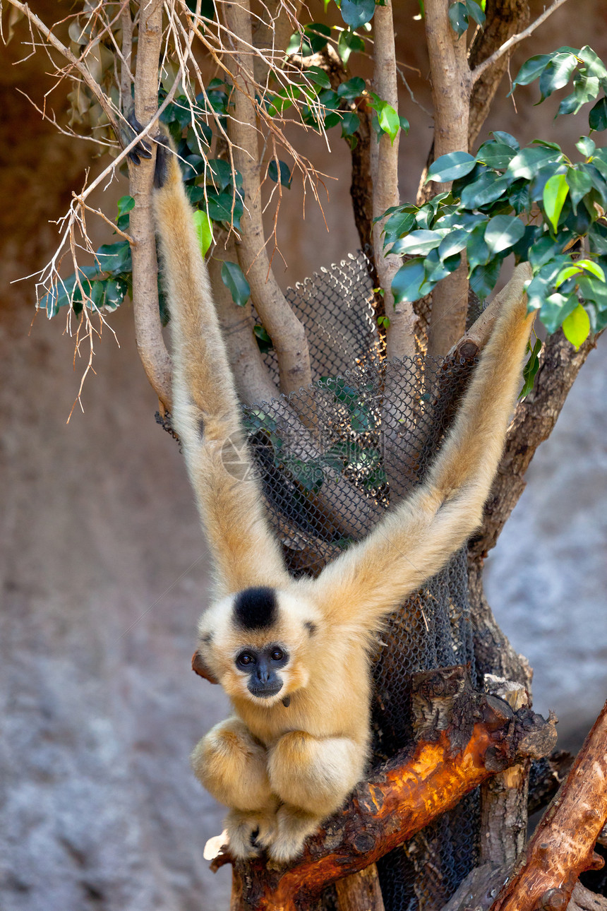 可爱的泰国哺乳动物金颊长臂猿的珍贵标本金颊长臂猿Nomascusgabriellae图片