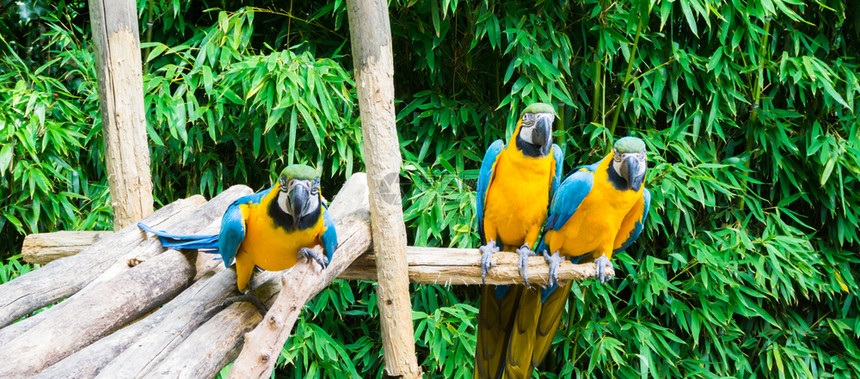 热带阿拉劳纳束一群蓝色和黄的金刚鹦鹉坐在木树枝上一只正在接近图片