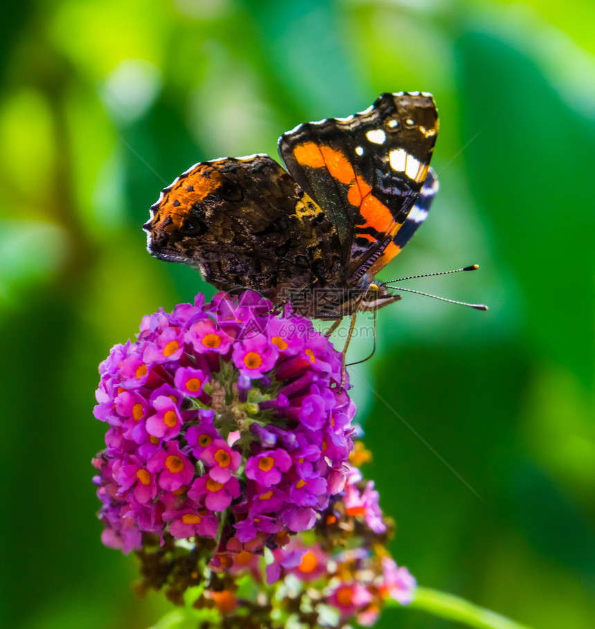 一条红上天蝴蝶的美丽宏观紧闭欧洲常见昆虫种亚特兰大花朵刷子图片