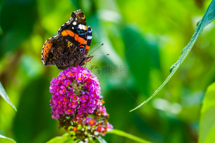 植物红上天蝴蝶的大型封闭欧洲常见昆虫种花朵季节图片