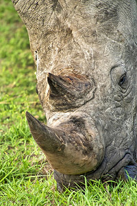 主题栖息地的白犀牛西丁模姆平面状犀牛克鲁格公园南非洲图片