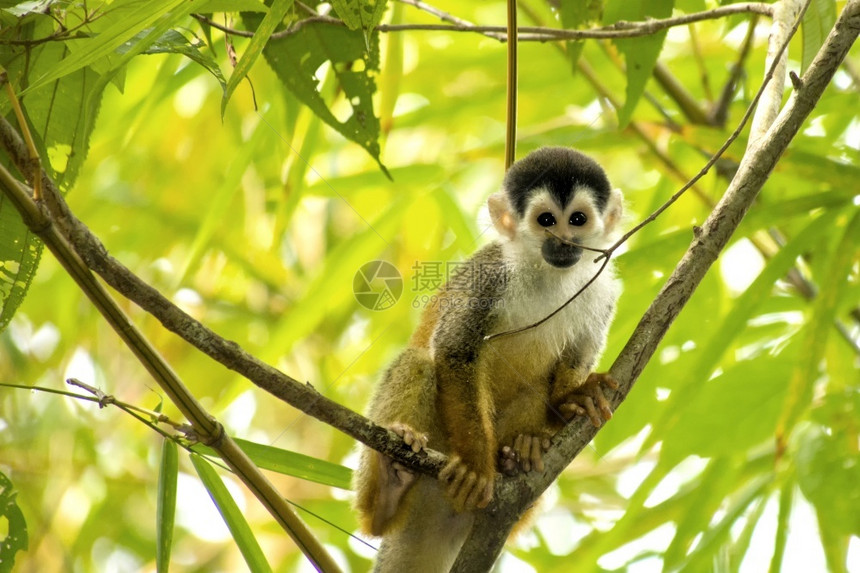 动物学预订丛林中美洲松鼠猴赛米里奥斯泰德热带雨林科瓦多公园奥萨保护区半岛哥斯达黎加中美洲图片